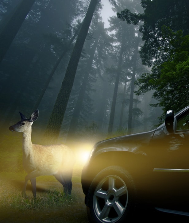 Dallas Deer Car Accident Attorney